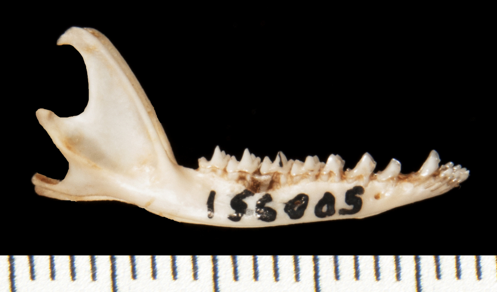 Gracilinanus_aceramarcae156005lower_lateral005