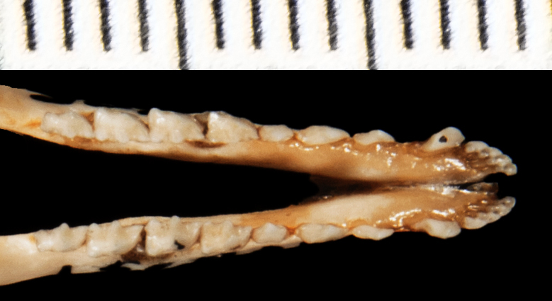 Gracilinanus_aceramarcae156005ltr004