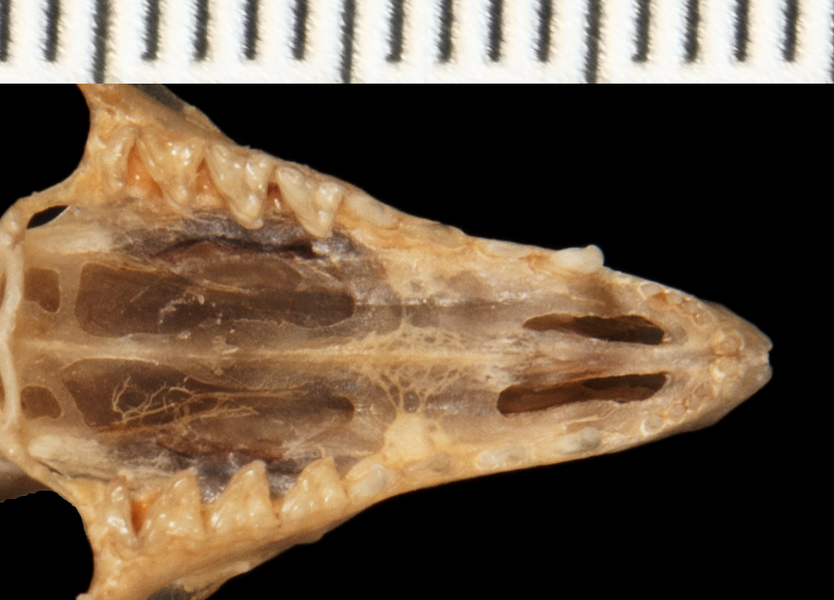 Gracilinanus_aceramarcae156005utr002