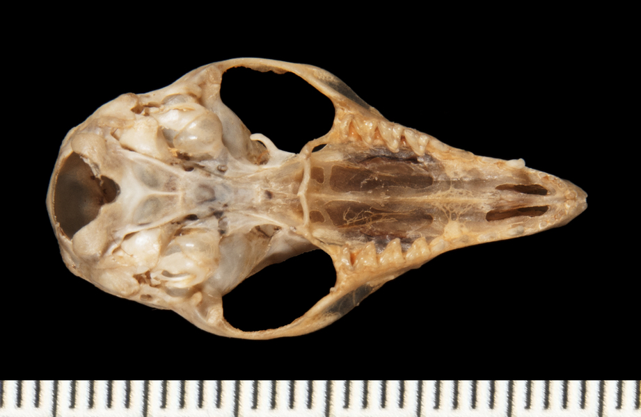 Gracilinanus_aceramarcae156005ventral002