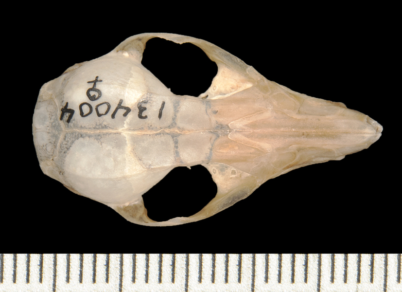 Gracilinanus_agilis134004dorsal001