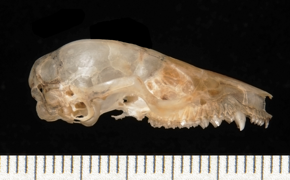 Gracilinanus_agilis134004lateral003