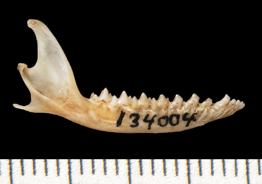 Gracilinanus_agilis134004lower_lateral005