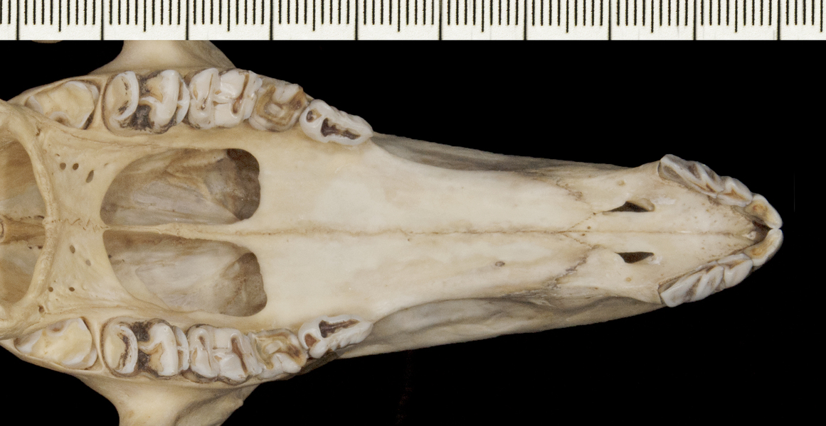 Macropus_agilis122695utr003