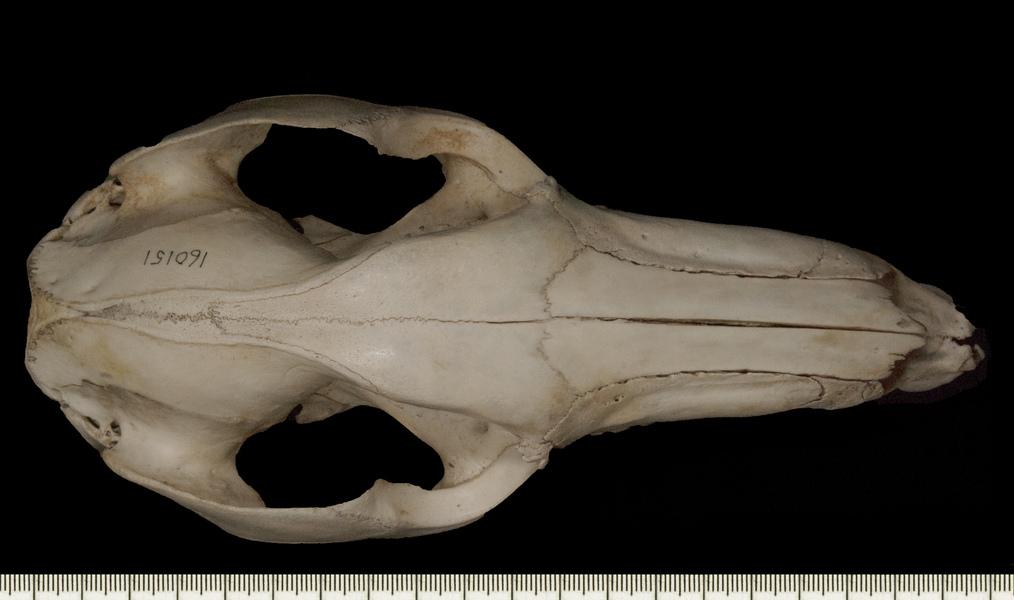 Macropus_fuliginosus160151dorsal001