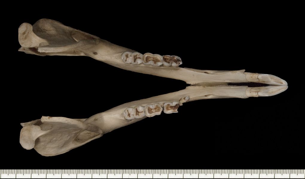 Macropus_fuliginosus160151lower_dorsal006
