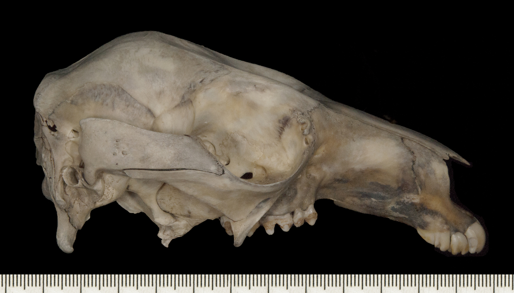 Macropus_fuliginosus162719lateral004