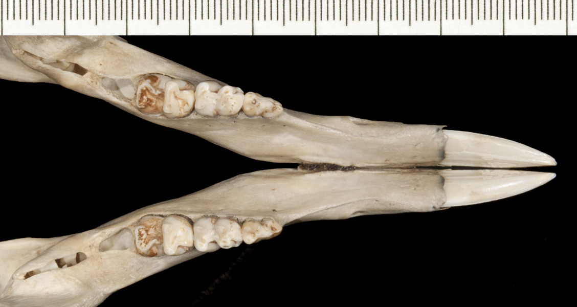 Macropus_fuliginosus162719ltr006