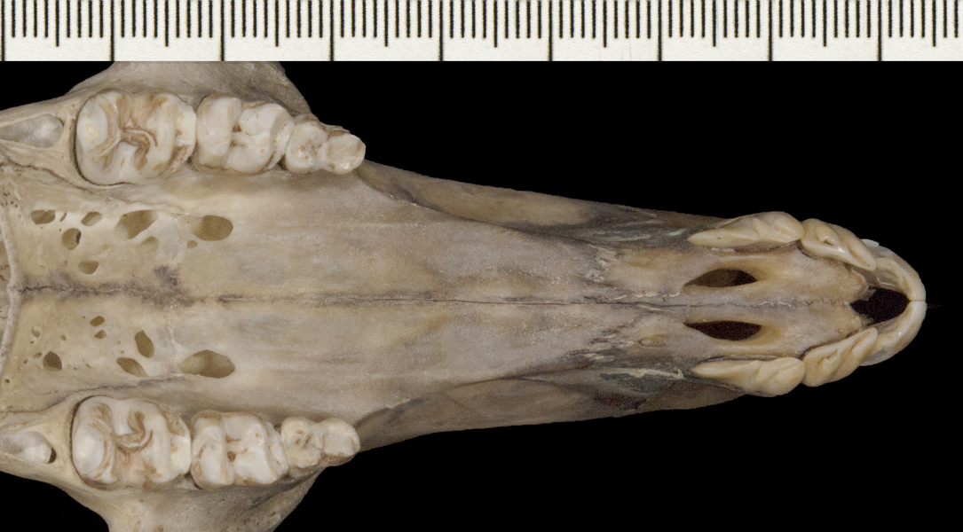 Macropus_fuliginosus162719utr003