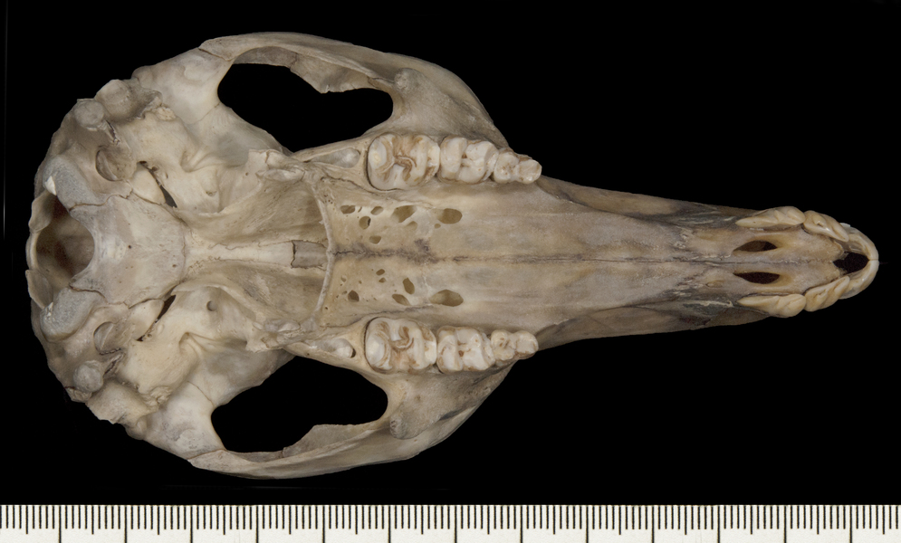 Macropus_fuliginosus162719ventral003