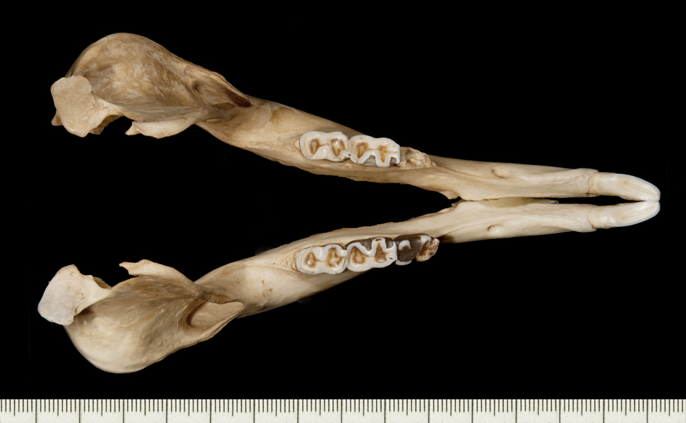 Macropus_robustus168162lower_dorsal006