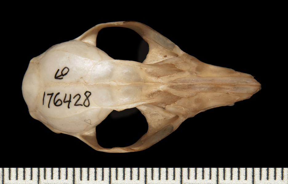 Marmosa_macrotarsus176428dorsal001