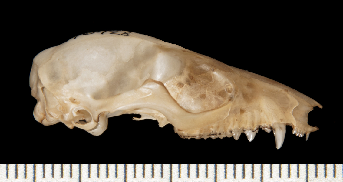 Marmosa_macrotarsus176428lateral003