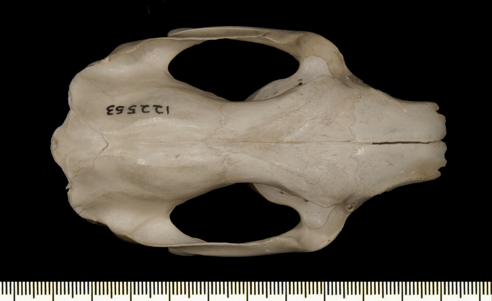 Phascolarctos_cinereus122553dorsal001