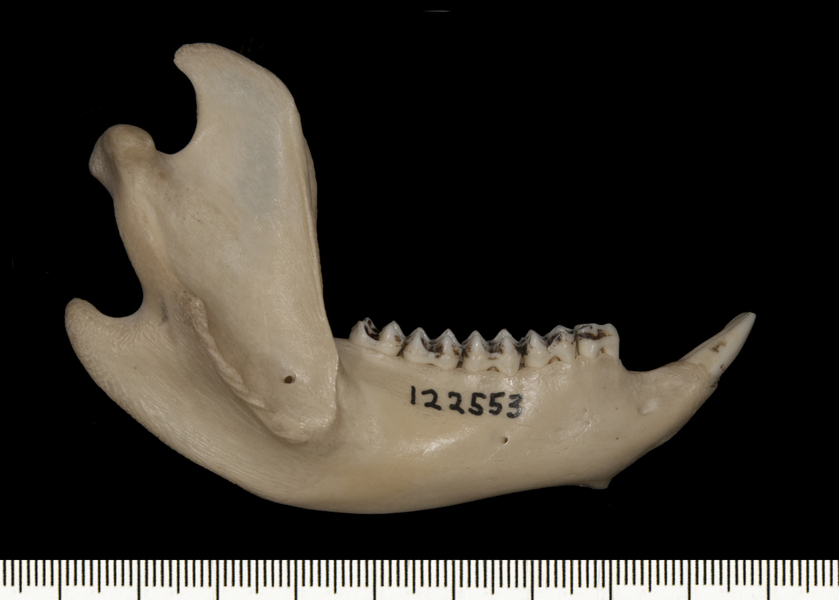 Phascolarctos_cinereus122553lower_lateral008