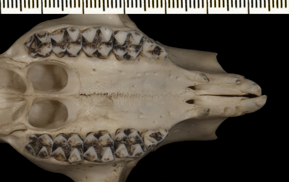 Phascolarctos_cinereus122553utr003