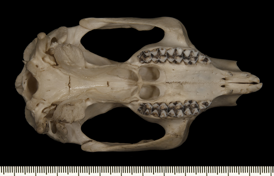Phascolarctos_cinereus122553ventral003