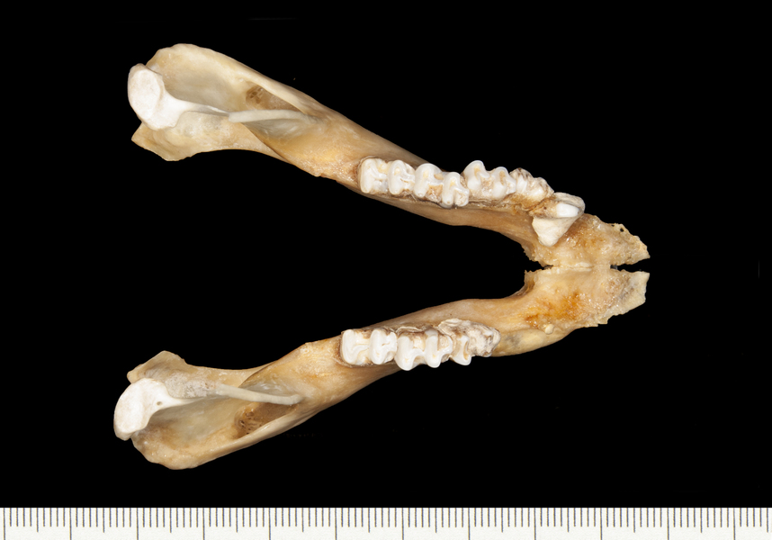 Wallabia_rufogrisea115799lower_dorsal008