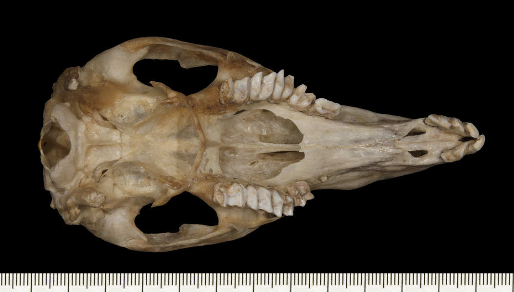 Wallabia_rufogrisea115799ventral004