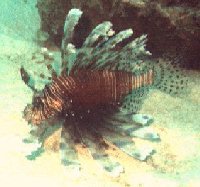 Pterois volitans