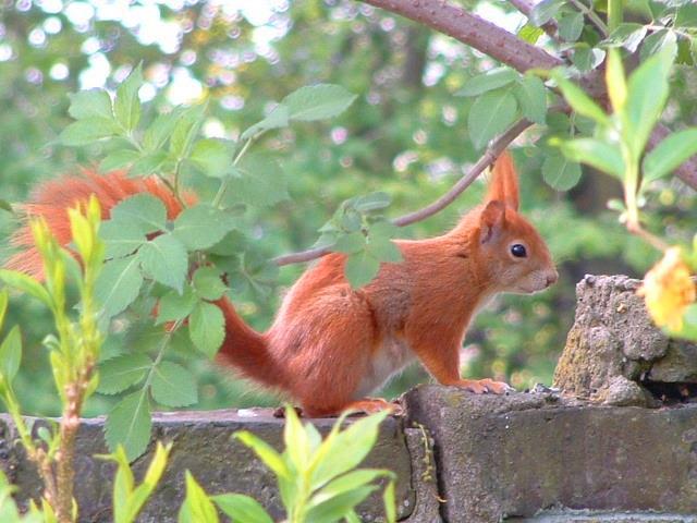 Laying down, Red squirrel (Sciurus vulgaris) lying on a bra…
