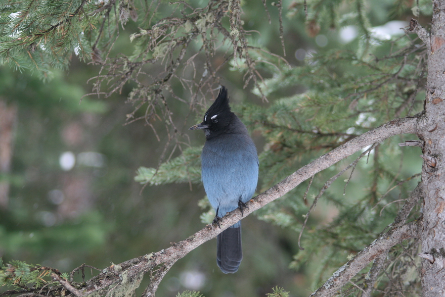 Cyanocitta stelleri