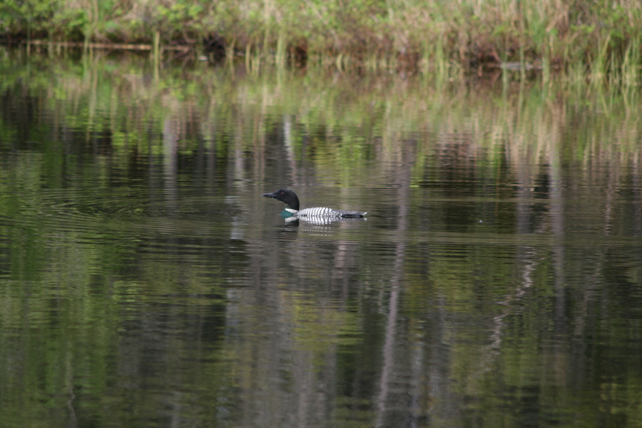 Gaviiformes