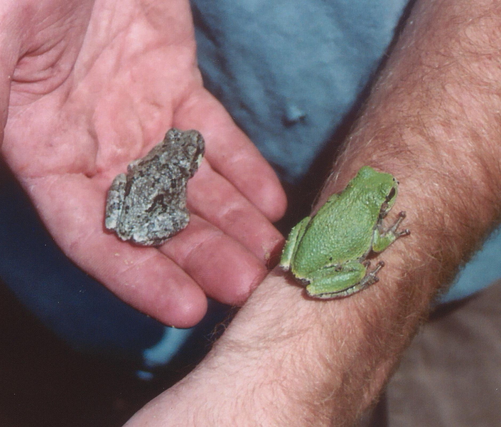 Hyla chrysoscelis