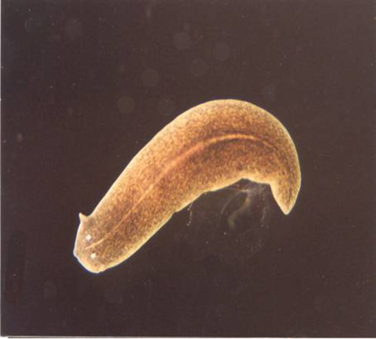Platyhelminthes turbellaria dugesia. Laposférgek – Wikipédia
