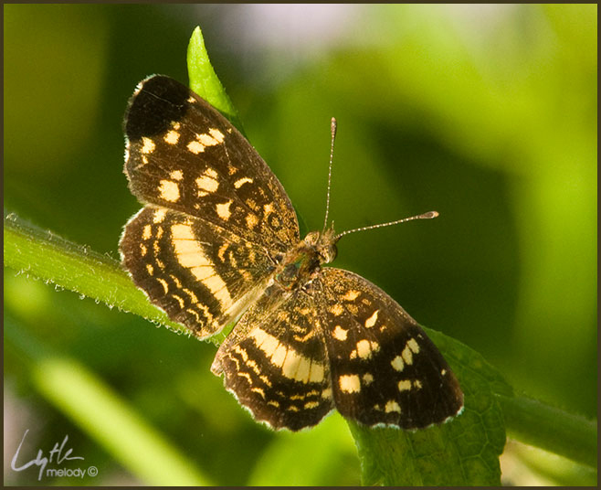 Nymphalidae