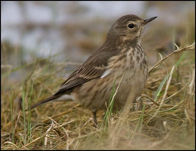 americanpipit