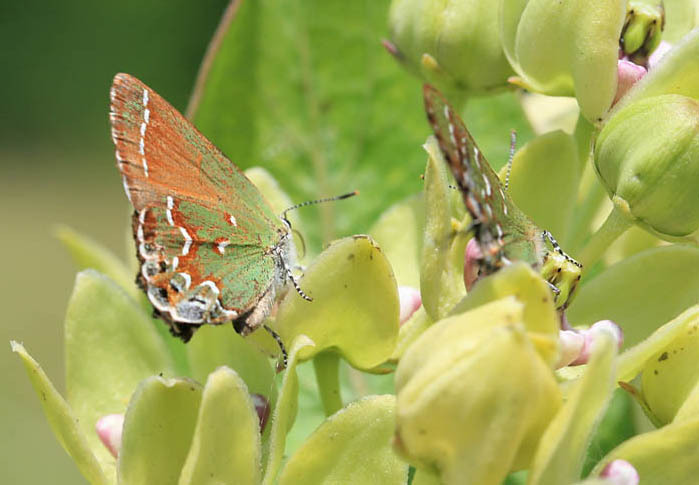 callophrus_gryneus