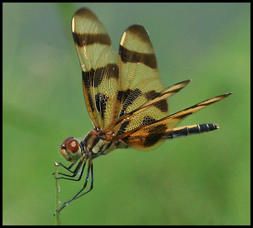 Celithemis eponina