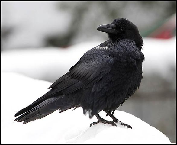 ADW: Corvus corax: INFORMATION