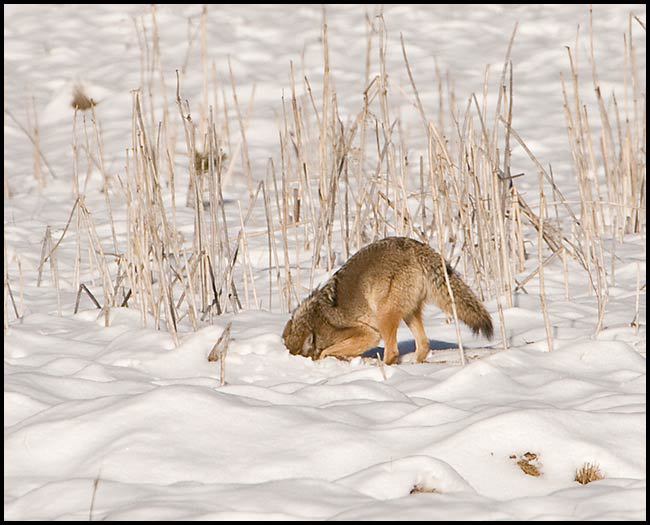 Canis latrans