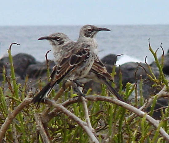 Nesomimus parvulus