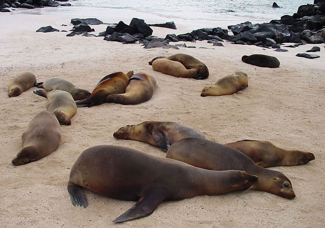 galapagossealions