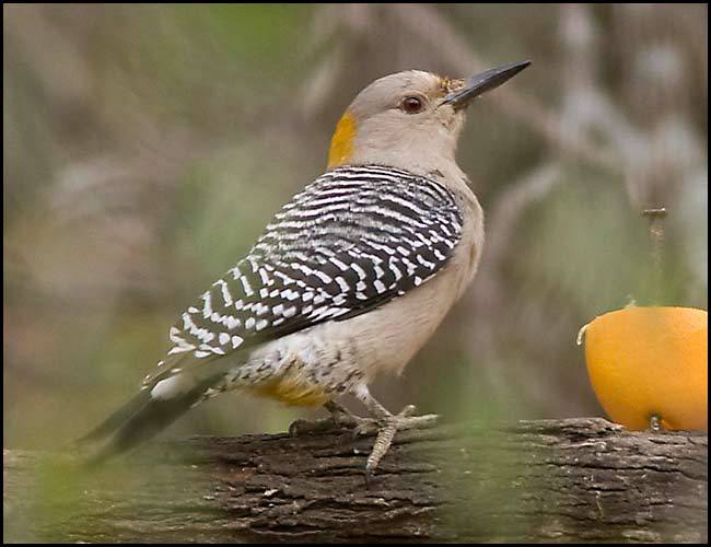 Melanerpes aurifrons