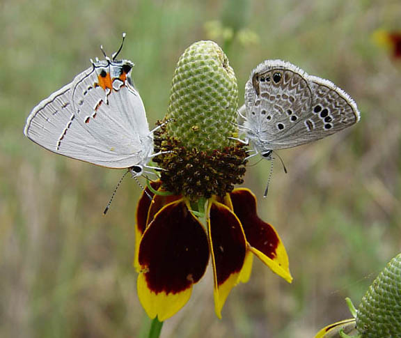 grayhairstreak_reakirtsblue