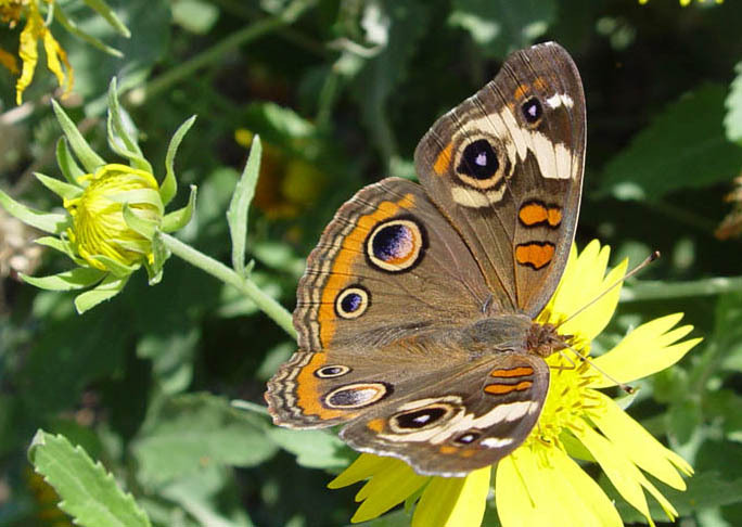 junonia_coenia