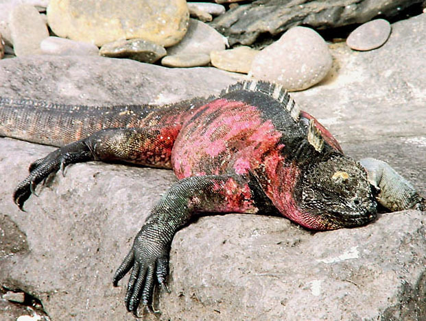 marineiguana1