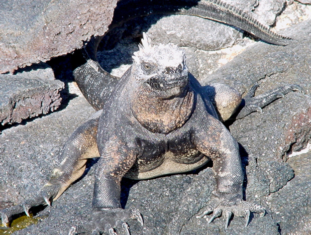 marineiguana2