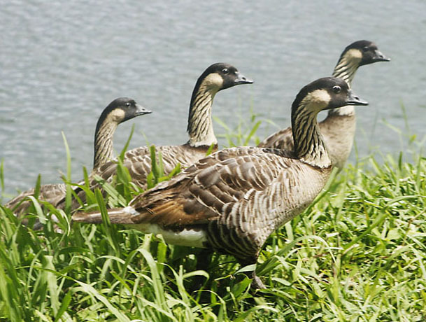 Canada goose hotsell animal adaptations