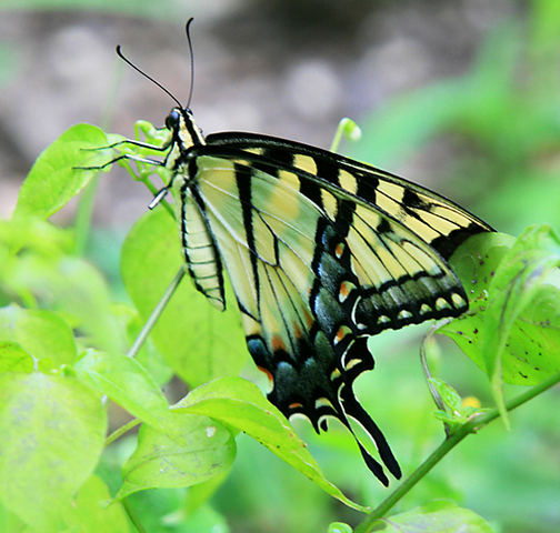 Eastern tiger swallowtail butterfly (Papilio glaucus)