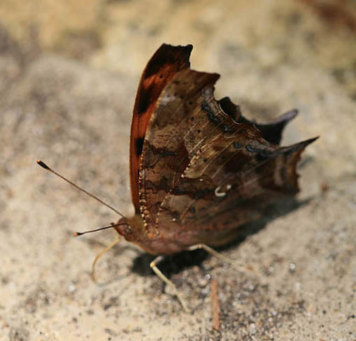 Polygonia interrogationis