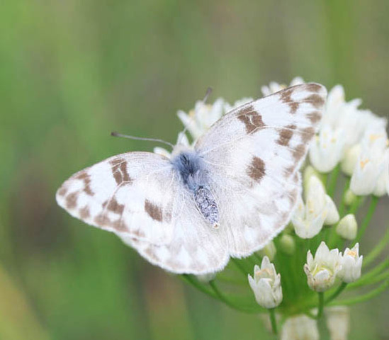 Two (2) Pieris candia, WHITE Butterflies, A1 Real Dry-Preserved Butter 