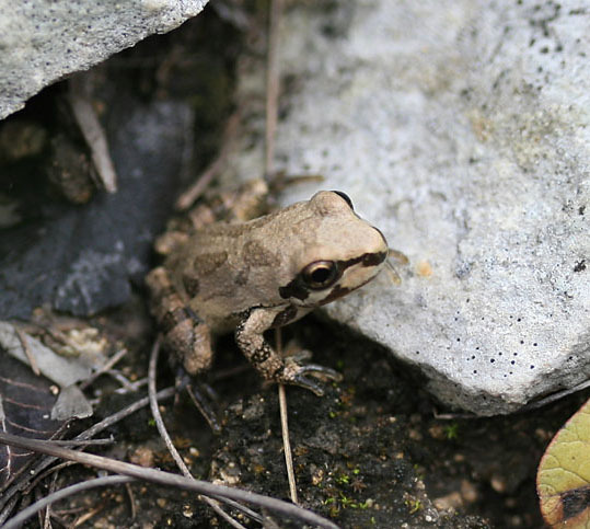 Pseudacris streckeri