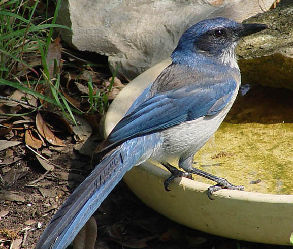 scrubjay