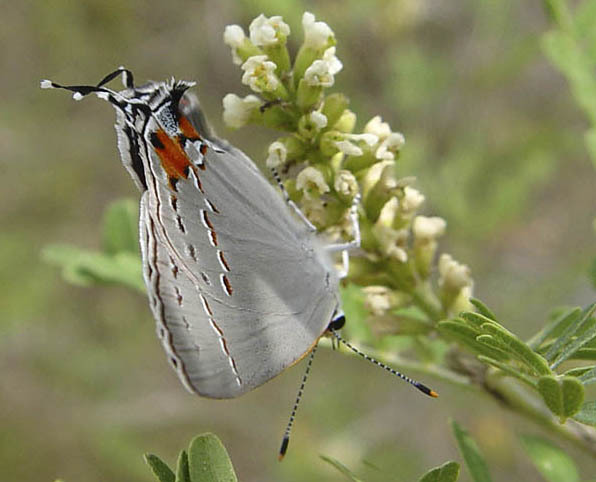 Lepidoptera