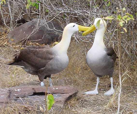 JUST ONE CLICK ALBATROSS FLOATER HOOK ALBATROSS FLOATER HOOK